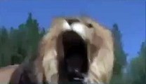 Lion vs Bear Fight - Animal Face Off