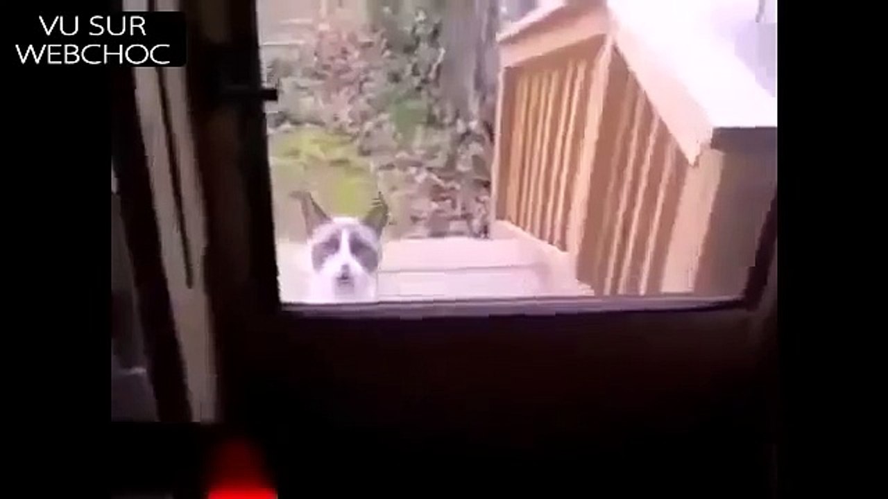 Allahu akbar Cat