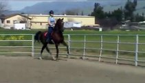 Horse Riding Lesson Saddleseat Saddlebred