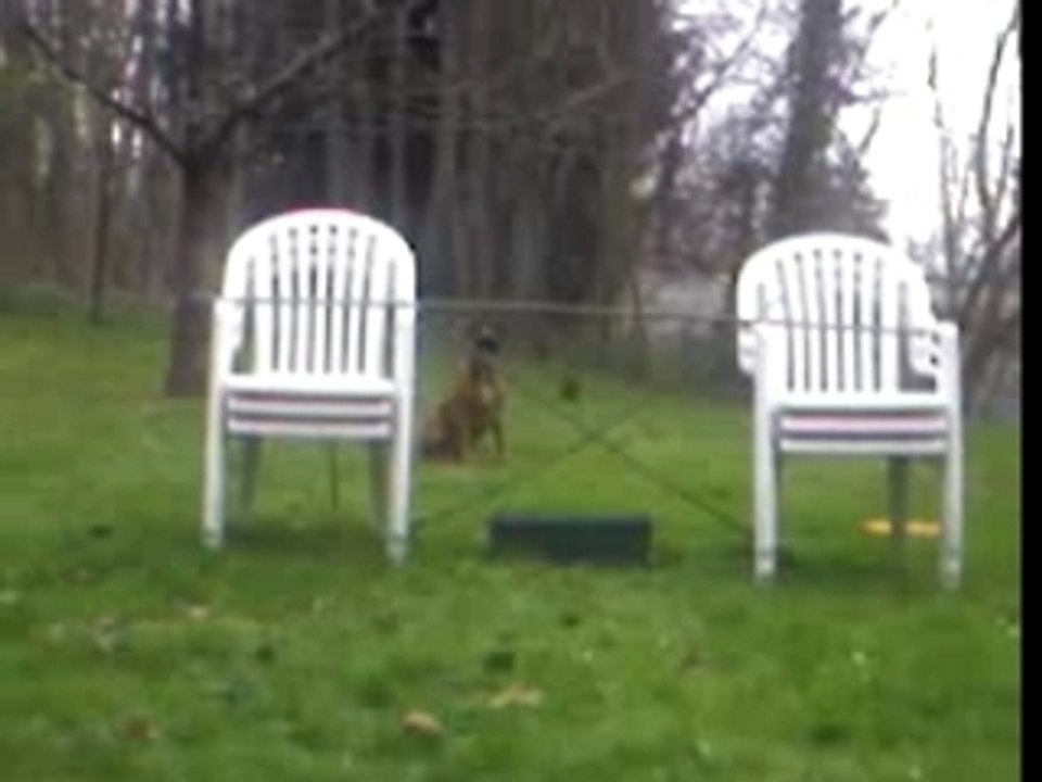 chien qui se prends pour un poons