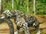 ANIMAL PLANET  Animal Face Off  Anaconda vs  Jaguar