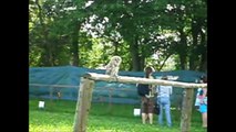 Hej, sokoły! Hey, falcons! Show involving birds of prey / Sokolnictwo - Falconry