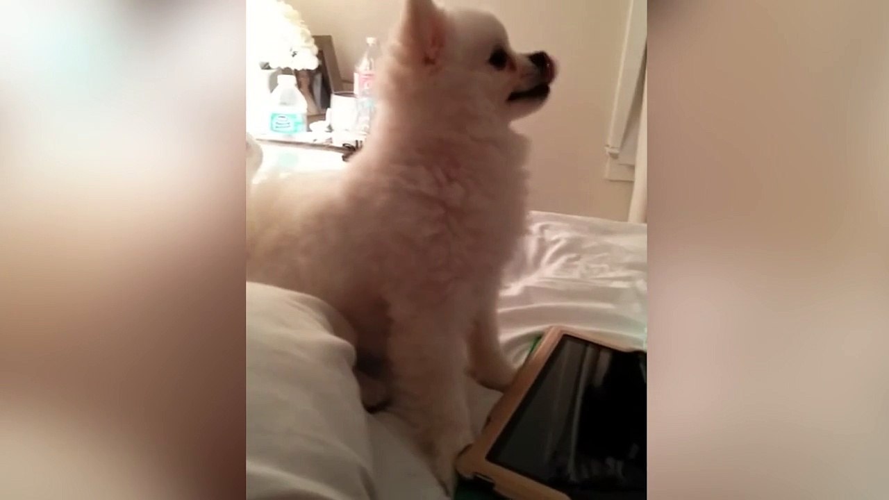 El cómico estornudo de este perro no puede ser real