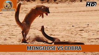 MONGOOSE VS COBRA- Animal VS Animal [HD]