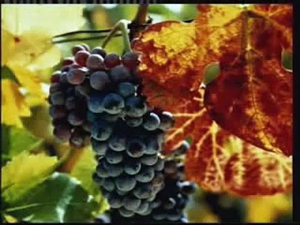 الحياة فى البحار (فيلم للأطفال .. والكبار) - هارون يحيى 1/3