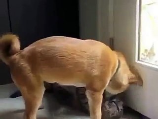 고양이를 심하게 괴롭히는 강아치 ㅋㅋ - Afflict the dog cat