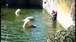 Una Mujer se lanza a los Osos Polares del Zoológico de Berlín