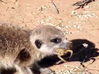 Meerkat Eating Scorpions