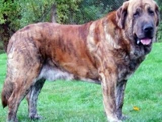 O gigante Mastim Espanhol. El Mastin Español. Spanish Mastiff.