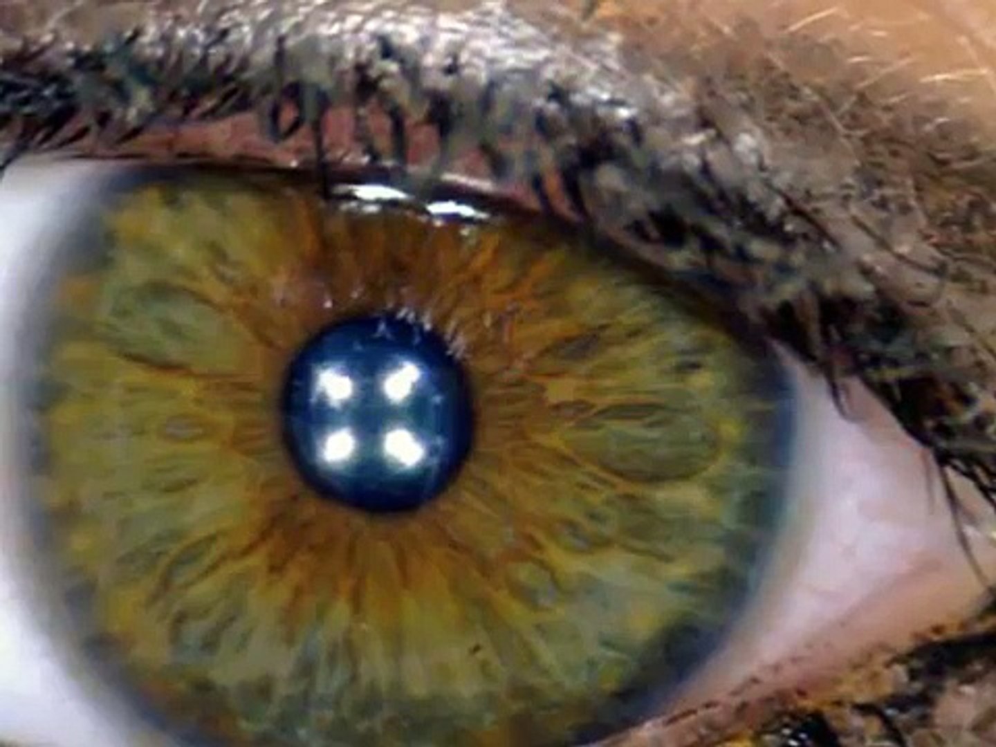 Occhi,lingua,picce e punti neri visti al microscopio - video Dailymotion