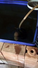 Aggressive fish jumping out of the water