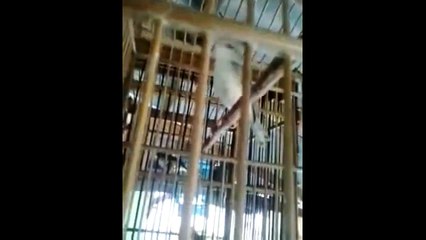 Kicau Ciblek Sawah Ngeklik Panjang Cocok Buat Masteran 2015