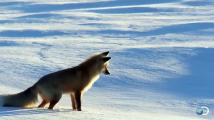 Fox Dives Headfirst Into Snow North America