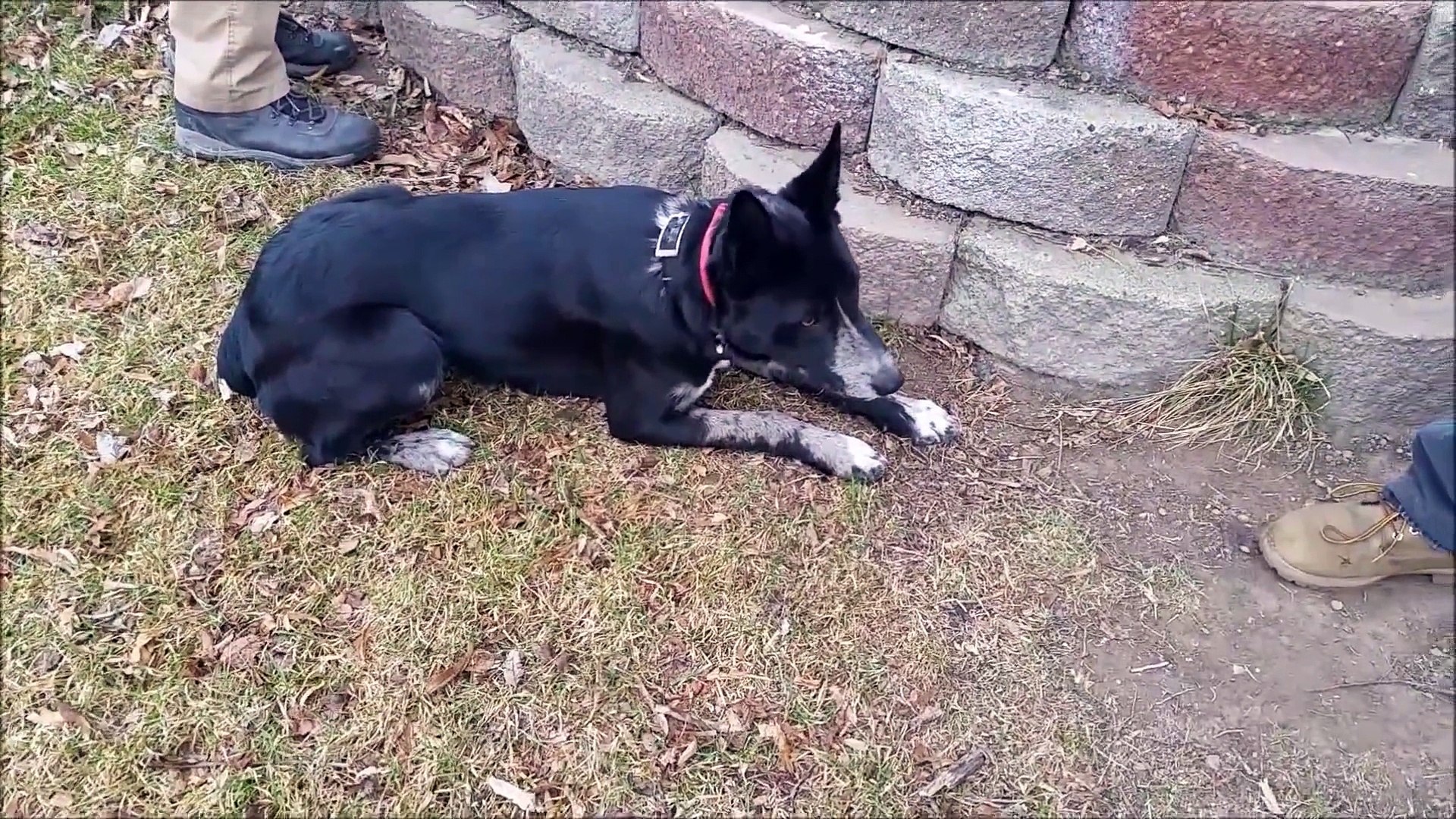 Chasse Aux Rats Avec Un Furet Et Des Chiens Vidéo Dailymotion