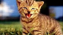 Kedi miyavlaması ve yırtıcı kedi sesi - Cat