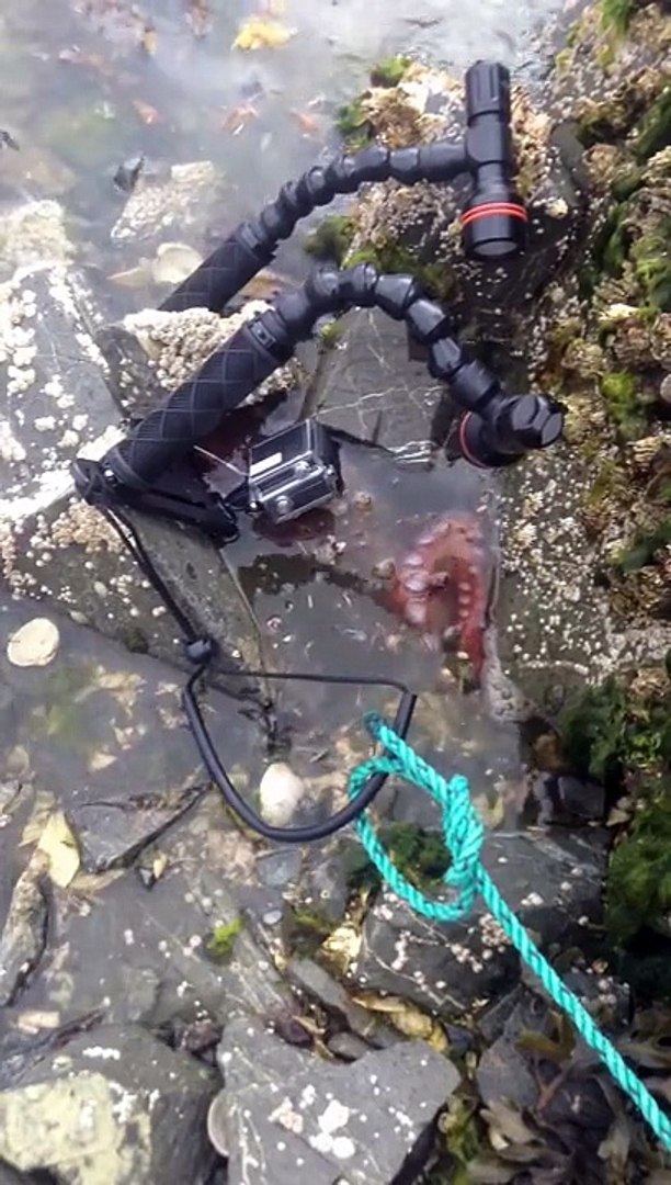⁣Octopus checking out GoPro