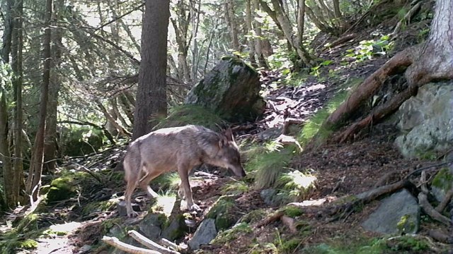 Loups Alpes libres et sauvages 2015