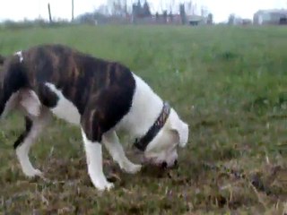 american bulldog fight with chain