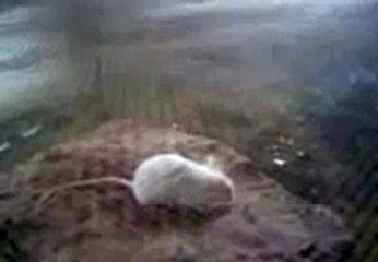 Bull Frog Eats Mouse