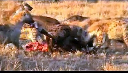 wildlife animals masai mara/kenya