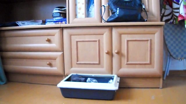 Прикольный кот Фуций.Прикольные коты и кошки.Видео приколы про животных#Cats Funny