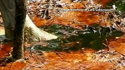 Shell Oil - The Awful Truth