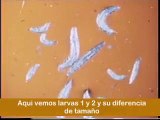 Drosophila melanogaster: Ciclo de vida
