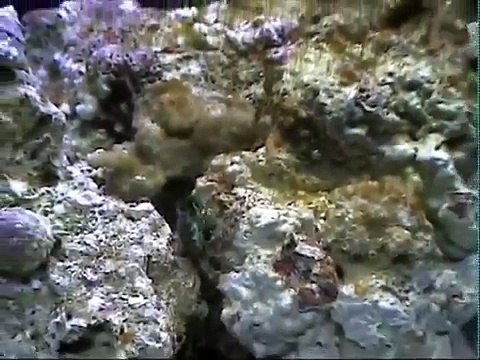 Salt water tank - day 8