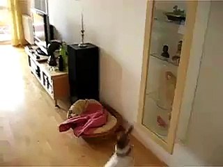 Kimmy Jack Russell Terrier in Aktion - Luftballon