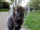 Feeding a Squirrel in Hyde Park
