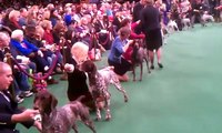 German shorthaired pointers Westminster 2012