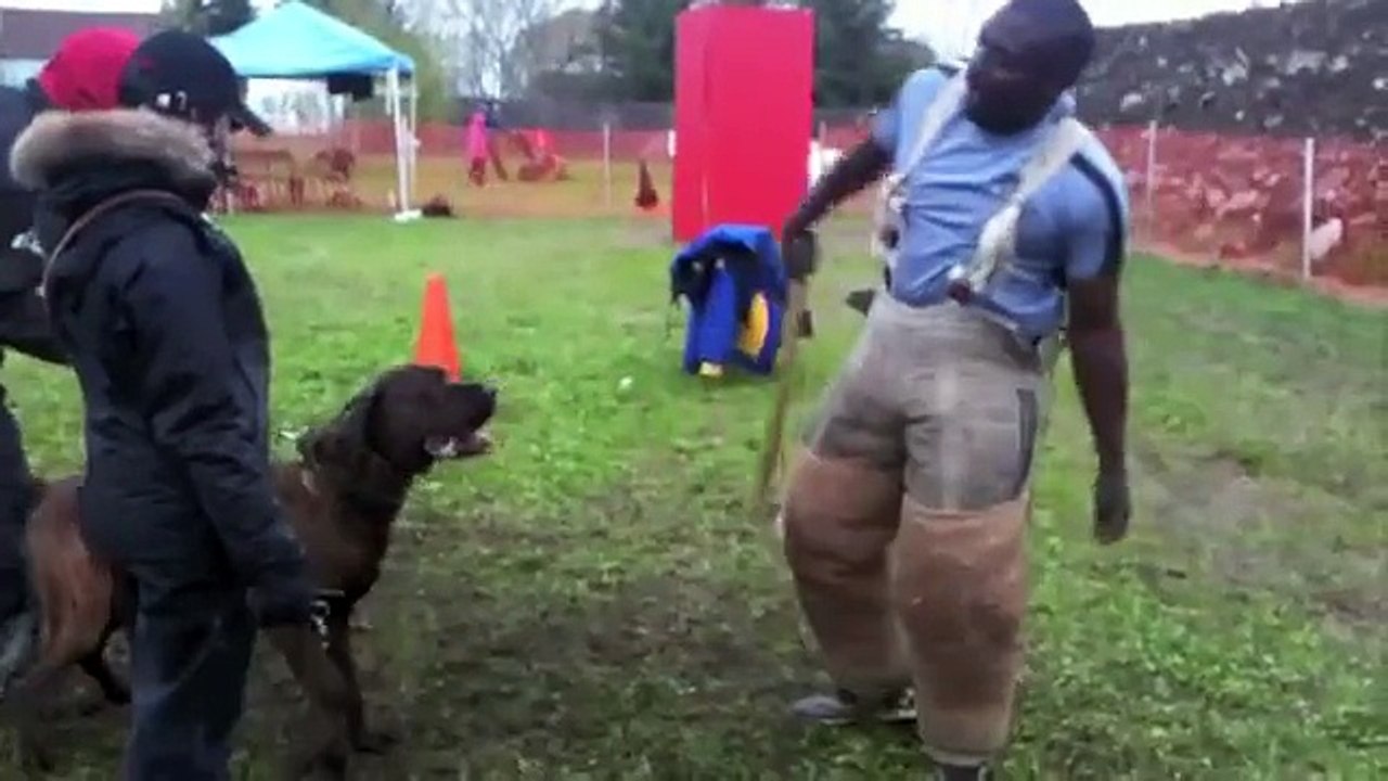 Haus the Cane Corso with Herve Mavuanga, French Ring seminar