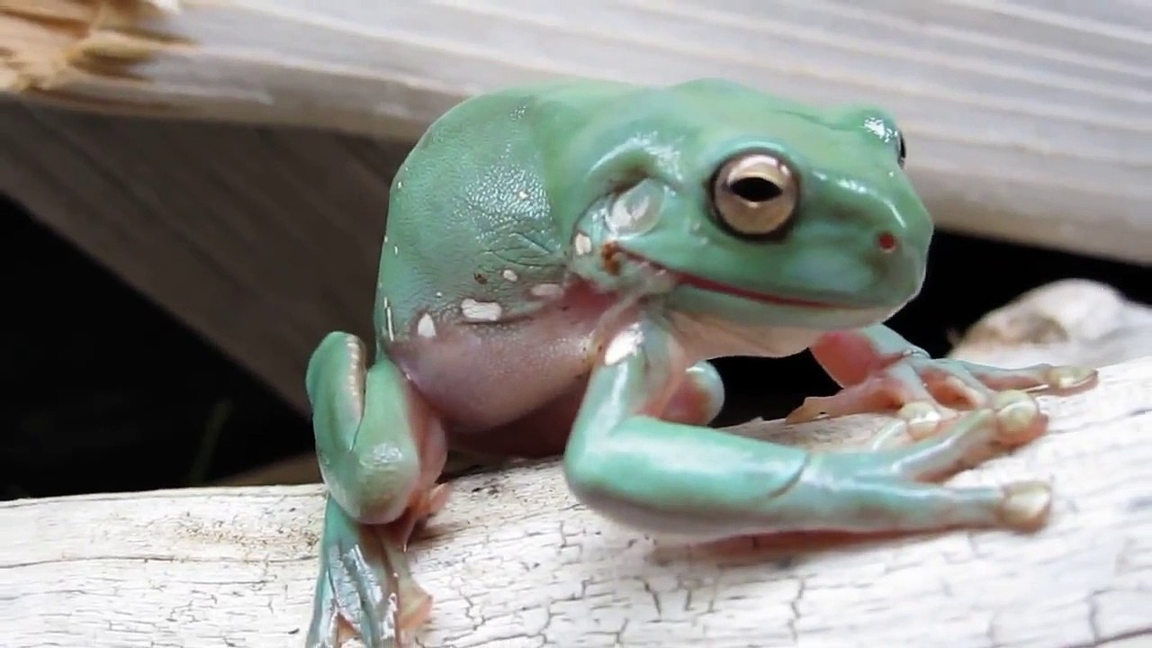 White's Tree Frog shedding (HD)