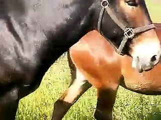 horses and mules galore!