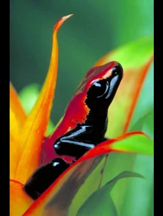 funny animal - animal - animals - les animaux - l'anima - music - song