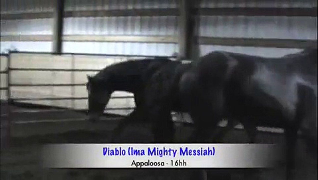 Two Big Black Horses
