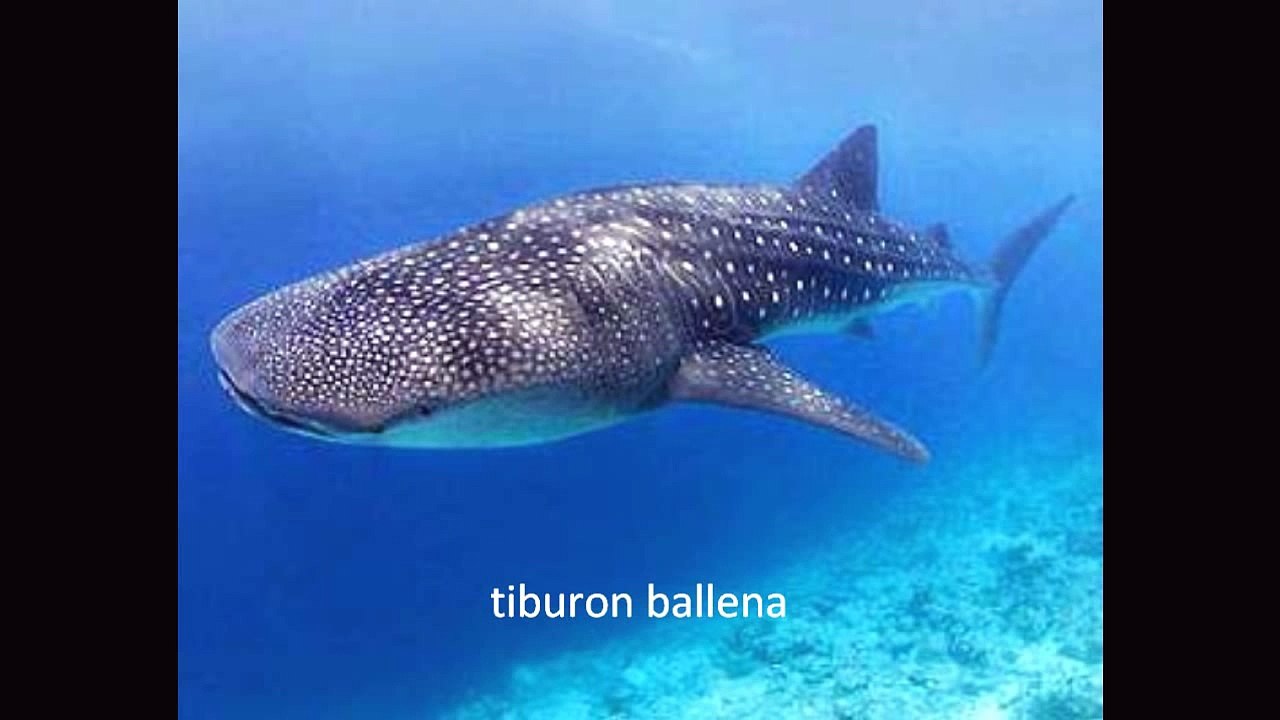 ESPECIES DE TIBURONES