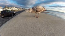 GoPro seagull attack