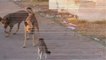 Funny animals cats and dogs - cool cat - Cat wins two Dogs - cats and dogs funny videos