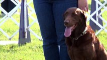 Labrador Retriever Club - Meet the Breed