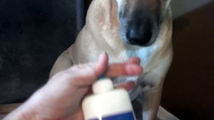 Belgian Malinois dog finds "Treat under Treats" for owner