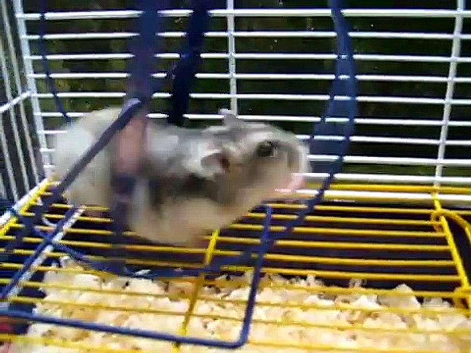 Hamster