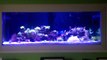 75 Gallon In Wall Mixed Reef Tank New Vortech Mp40