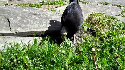 Australorps walks freely around the yard.