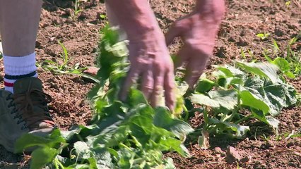 آخرُ منتِجٍ فرنسيّ للخيار الصغير المخلل يكافحُ للبقاء في السوق