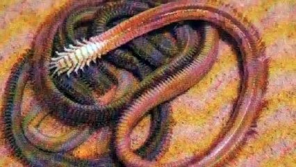 Mongolian Death Worm