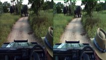 Elephant herd feeding on marula trees on Safari TV Diary - 2011.02.26