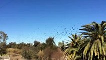Flying Foxes Tamworth