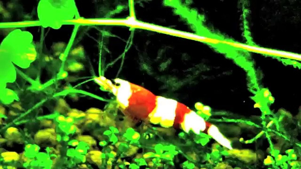 Montaje de un Acuario Plantado (Gambario)