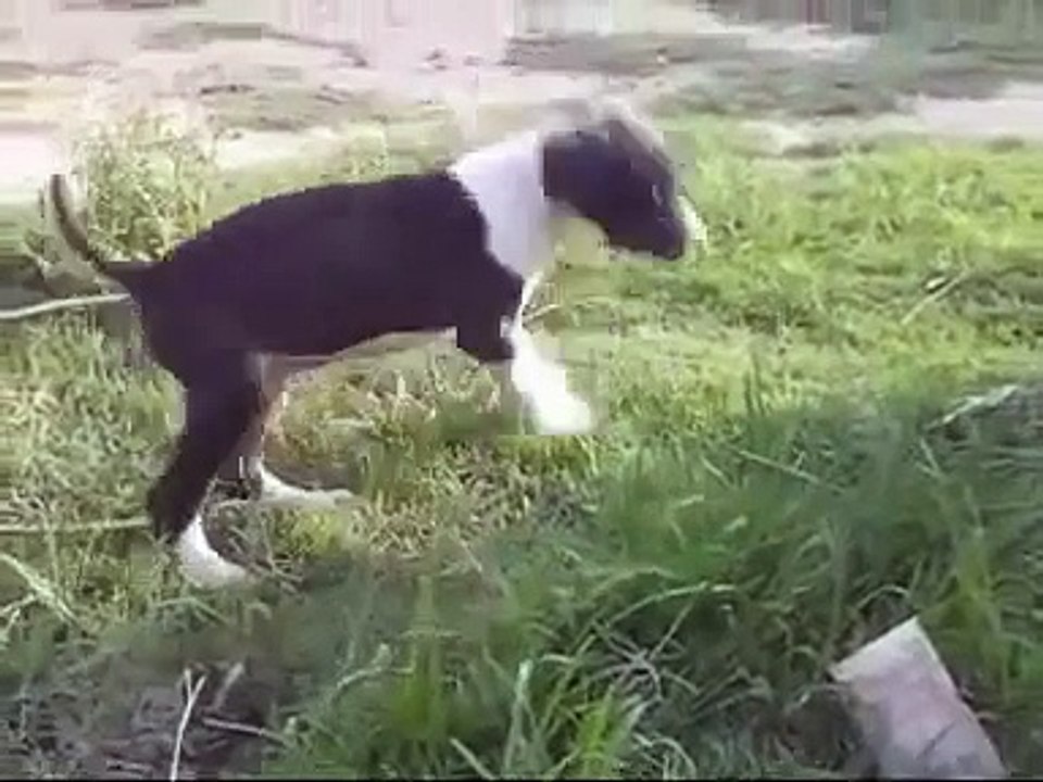 Puppy temperament test continued (Bully Kutta)